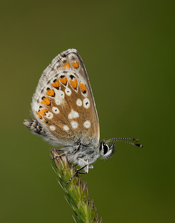Northern Brown Argus Aricia artaxerxes artaxerxes