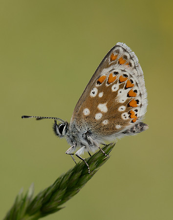 Northern Brown Argus Aricia artaxerxes artaxerxes