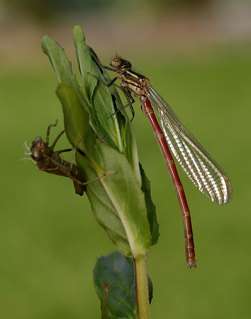 Large Red Damselfly Pyrrhosoma nymphula