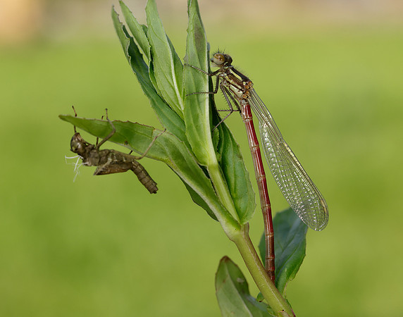 Large Red Damselfly Pyrrhosoma nymphula