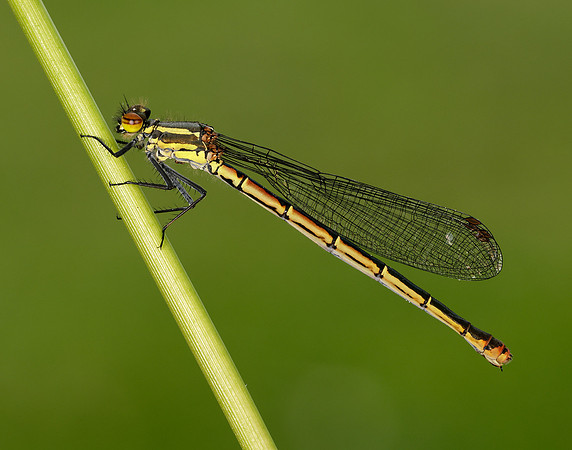 Large Red Damselfly Pyrrhosoma nymphula