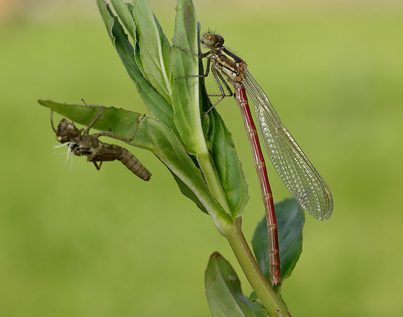 Large Red Damselfly Pyrrhosoma nymphula