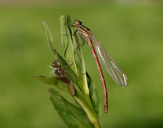 Large Red Damselfly Pyrrhosoma nymphula