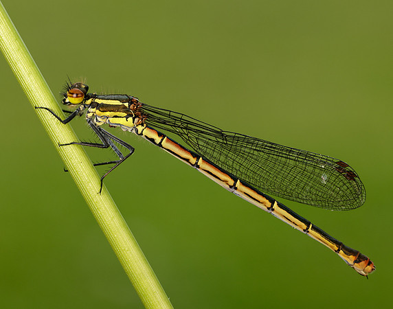 Large Red Damselfly Pyrrhosoma nymphula