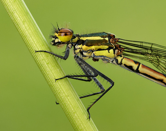 Large Red Damselfly Pyrrhosoma nymphula