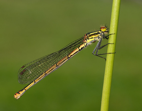 Large Red Damselfly Pyrrhosoma nymphula
