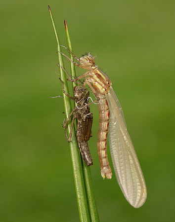 Large Red Damselfly Pyrrhosoma nymphula