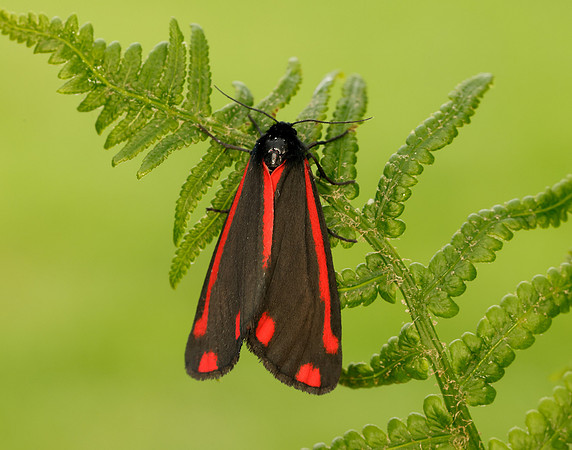 72.031 BF2069 Cinnabar Tyria jacobaeae