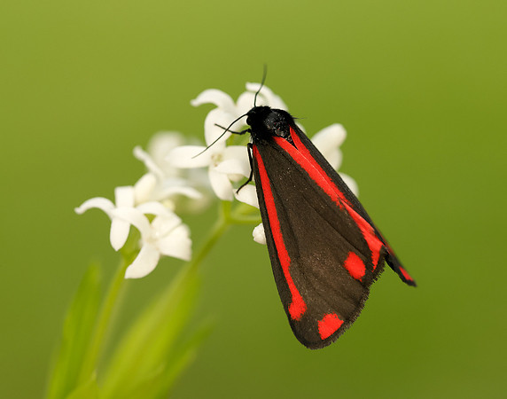 72.031 BF2069 Cinnabar Tyria jacobaeae