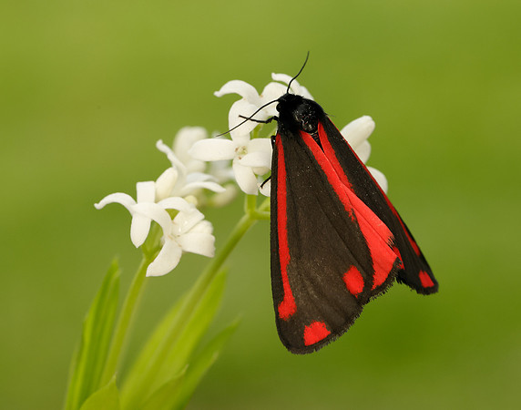 72.031 BF2069 Cinnabar Tyria jacobaeae