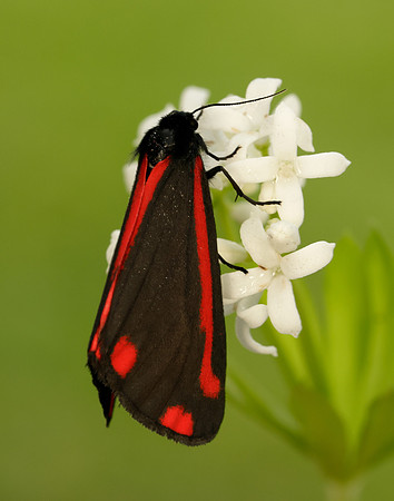 72.031 BF2069 Cinnabar Tyria jacobaeae