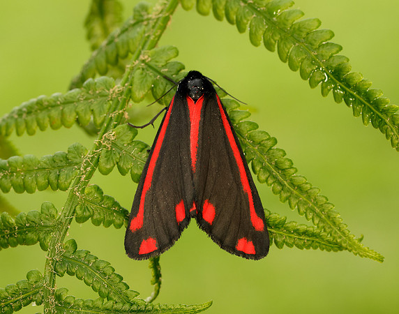 72.031 BF2069 Cinnabar Tyria jacobaeae