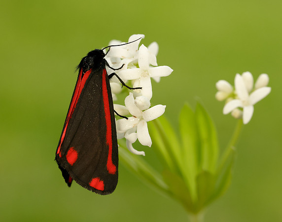 72.031 BF2069 Cinnabar Tyria jacobaeae