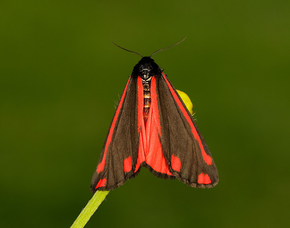 72.031 BF2069 Cinnabar Tyria jacobaeae