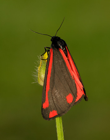 72.031 BF2069 Cinnabar Tyria jacobaeae