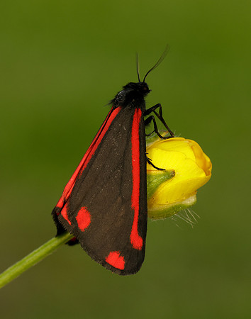 72.031 BF2069 Cinnabar Tyria jacobaeae