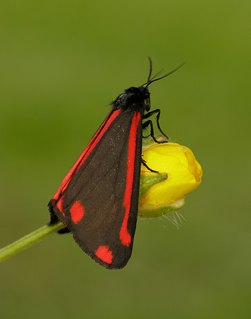 72.031 BF2069 Cinnabar Tyria jacobaeae