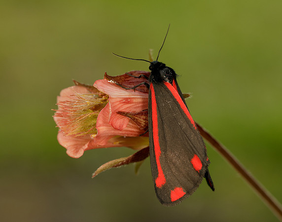 72.031 BF2069 Cinnabar Tyria jacobaeae