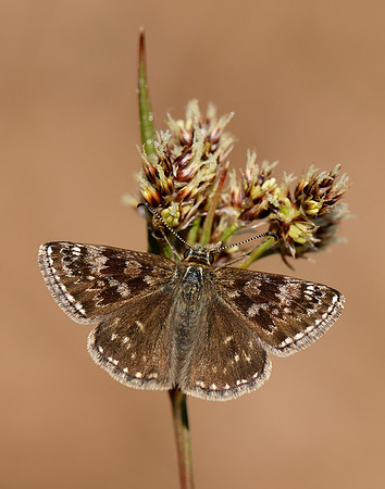 Dingy Skipper Erynnis tages