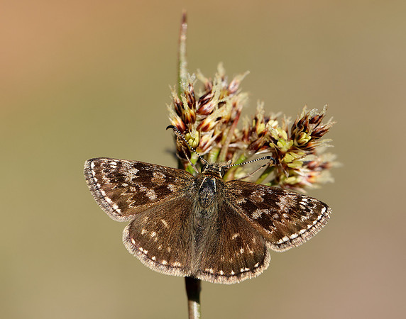Dingy Skipper Erynnis tages