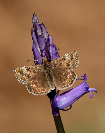 Dingy Skipper Erynnis tages