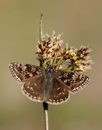 Dingy Skipper Erynnis tages