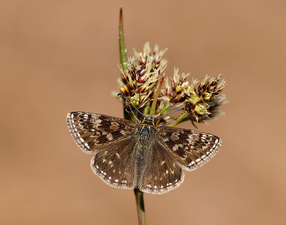Dingy Skipper Erynnis tages