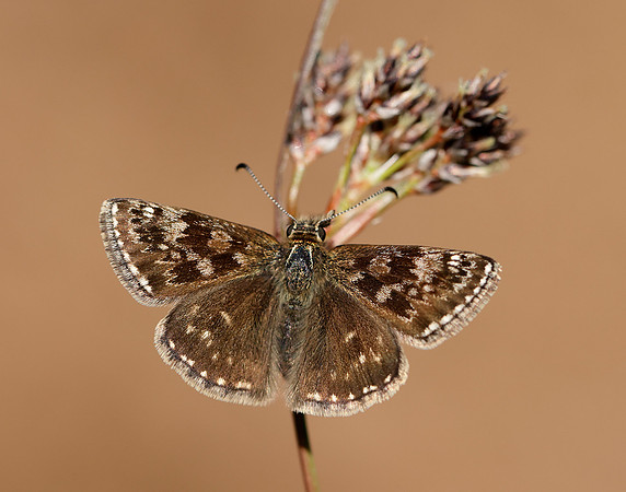Dingy Skipper Erynnis tages