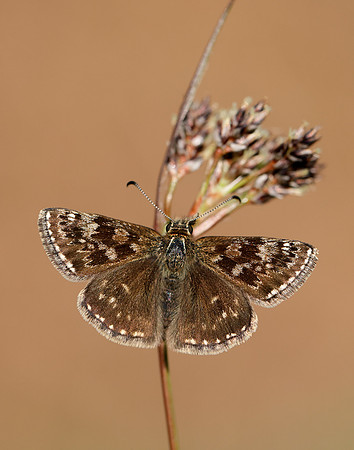 Dingy Skipper Erynnis tages