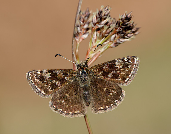 Dingy Skipper Erynnis tages