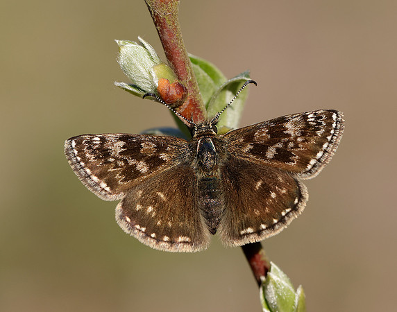 Dingy Skipper Erynnis tages