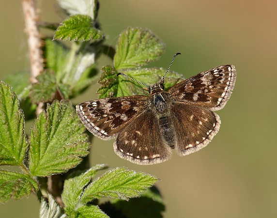 Dingy Skipper Erynnis tages