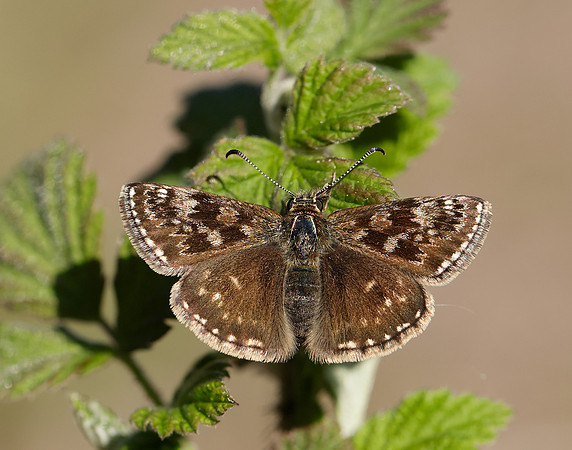 Dingy Skipper Erynnis tages