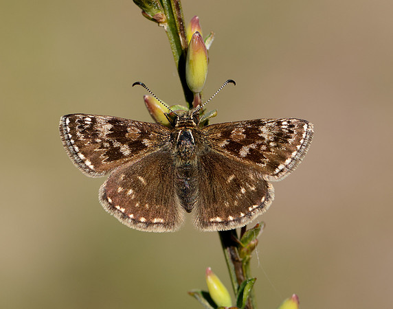 Dingy Skipper Erynnis tages