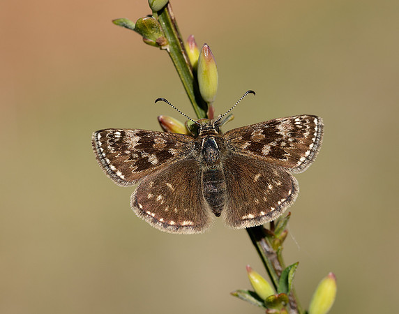 Dingy Skipper Erynnis tages