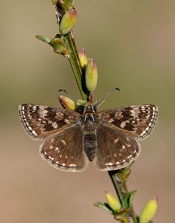 Dingy Skipper Erynnis tages