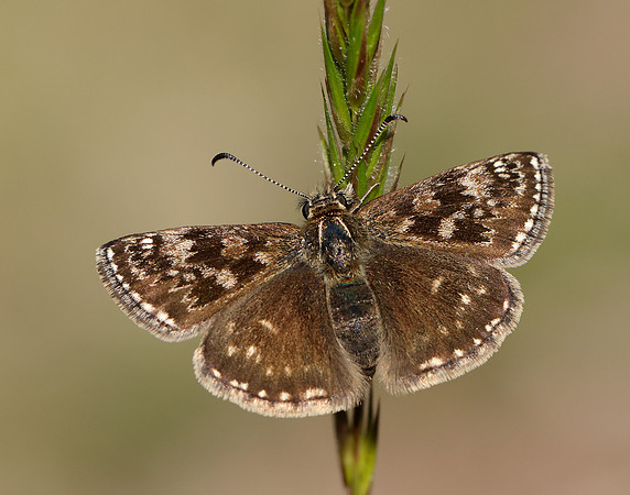 Dingy Skipper Erynnis tages