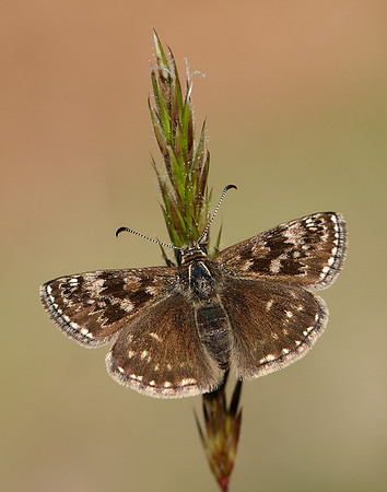 Dingy Skipper Erynnis tages