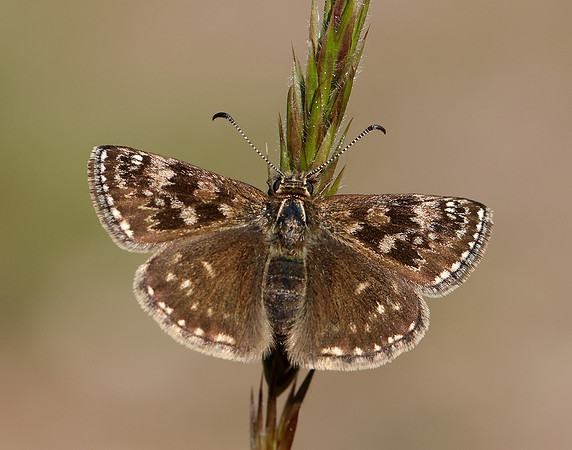 Dingy Skipper Erynnis tages