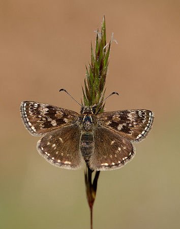 Dingy Skipper Erynnis tages