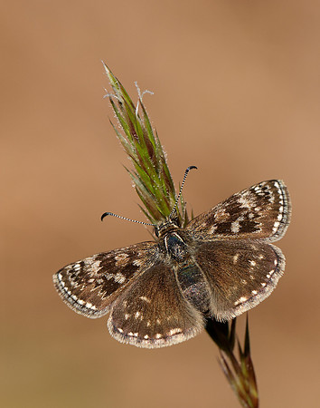 Dingy Skipper Erynnis tages