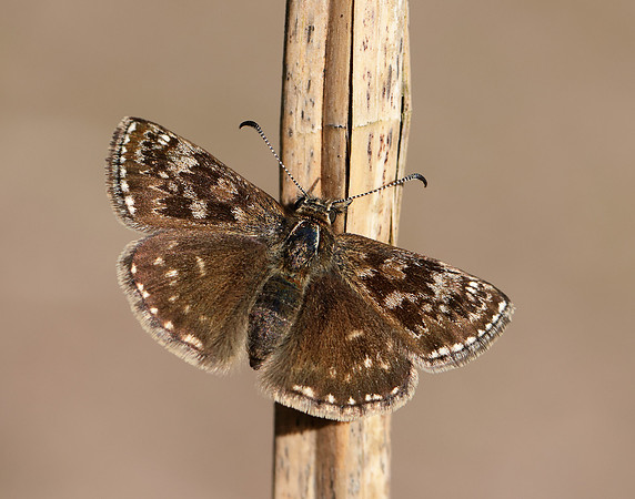 Dingy Skipper Erynnis tages