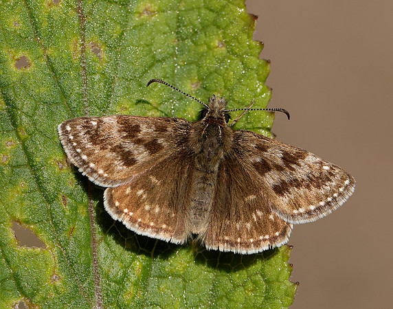 Dingy Skipper Erynnis tages