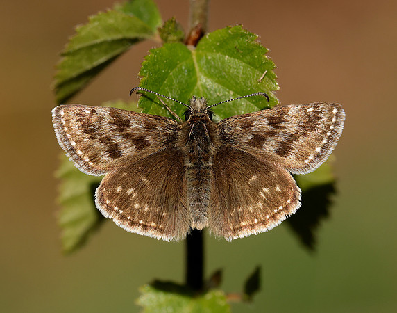 Dingy Skipper Erynnis tages