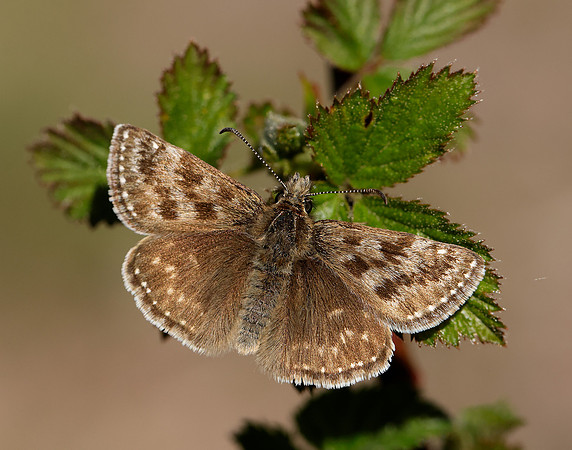 Dingy Skipper Erynnis tages