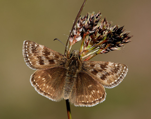 Dingy Skipper Erynnis tages