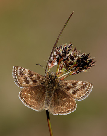 Dingy Skipper Erynnis tages