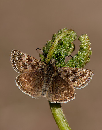Dingy Skipper Erynnis tages