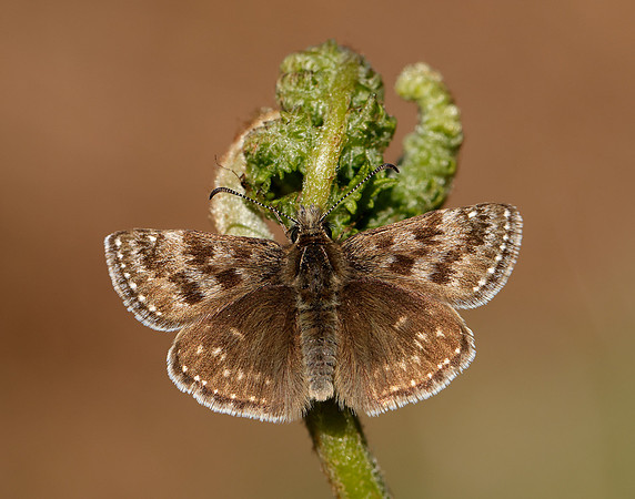Dingy Skipper Erynnis tages