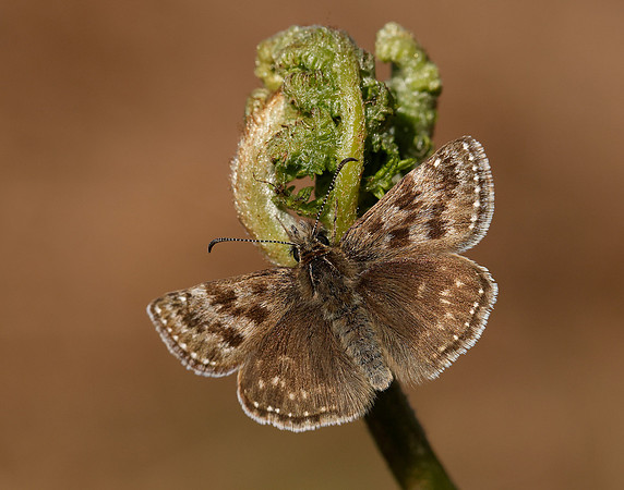 Dingy Skipper Erynnis tages